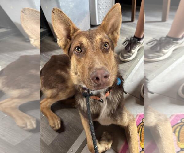 Medium Photo #3 German Shepherd Dog-Unknown Mix Puppy For Sale in Incline Village, NV, USA