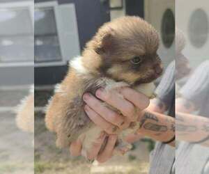 Pomeranian Puppy for sale in GUN BARREL CITY, TX, USA