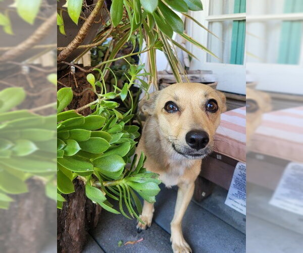 Medium Photo #2 Chihuahua-Unknown Mix Puppy For Sale in San Diego, CA, USA