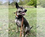 Small Photo #4 Australian Shepherd-German Shepherd Dog Mix Puppy For Sale in Techny, IL, USA