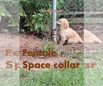 Puppy Space collar Golden Retriever