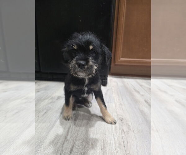 Medium Photo #6 Mutt Puppy For Sale in Rosenberg, TX, USA