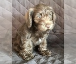 Small Photo #25 Schnauzer (Miniature) Puppy For Sale in CAPE CORAL, FL, USA