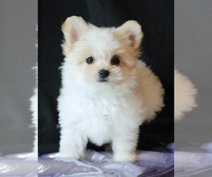 Maltipom Puppy for sale in ROCK VALLEY, IA, USA