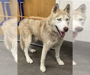 Siberian Husky Dogs for adoption in Forestville, MD, USA