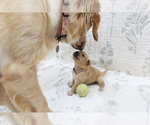 Puppy Stone Golden Retriever