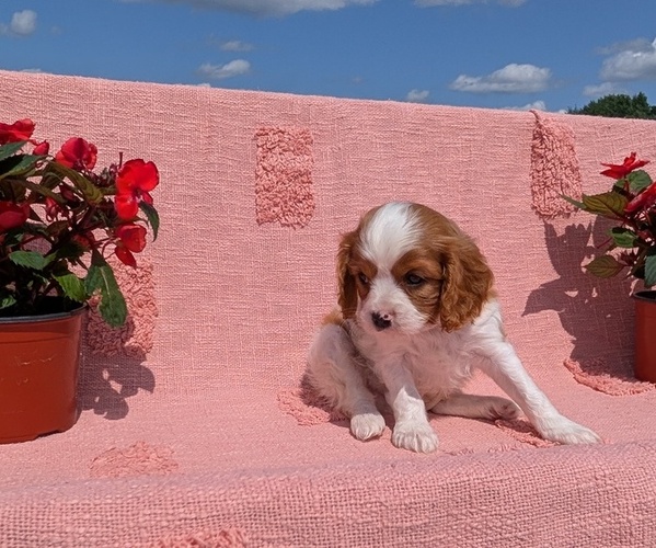 Medium Photo #30 Cavalier King Charles Spaniel Puppy For Sale in GOSHEN, IN, USA
