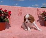 Small Photo #30 Cavalier King Charles Spaniel Puppy For Sale in GOSHEN, IN, USA
