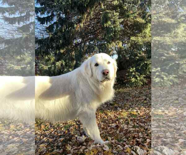 Medium Photo #6 Great Pyrenees Puppy For Sale in Bountiful, UT, USA
