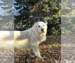 Small #5 Great Pyrenees