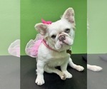 Small #3 French Bulldog