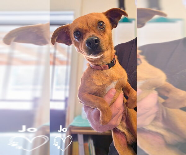 Medium Photo #1 Chihuahua Puppy For Sale in Monte Vista, CO, USA