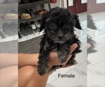 Small #4 Silkypoo