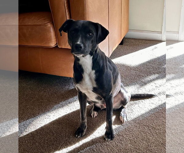 Medium Photo #1 Labrador Retriever-Unknown Mix Puppy For Sale in Doylestown, PA, USA