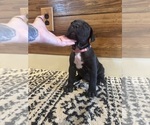 Small Photo #5 Cane Corso Puppy For Sale in BARBOURSVILLE, VA, USA