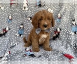 Small #6 Cavapoo (Standard)