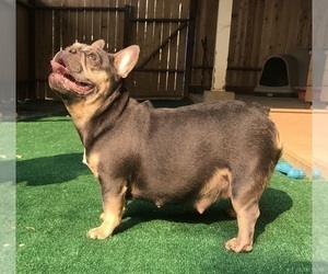Mother of the French Bulldog puppies born on 10/07/2020