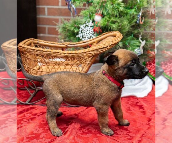 Full screen Photo #4 Belgian Malinois Puppy For Sale in CONYERS, GA, USA