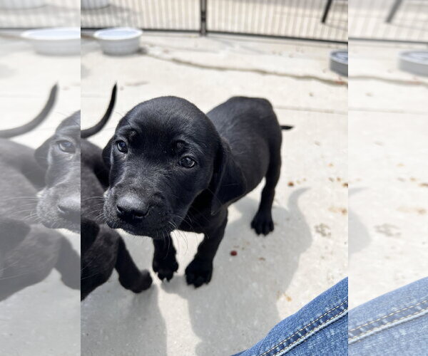 Medium Photo #2 Catahoula Leopard Dog-Unknown Mix Puppy For Sale in Tracy City, TN, USA