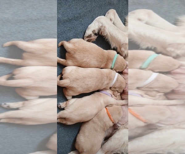 Medium Photo #1 Golden Retriever Puppy For Sale in AUSTIN, TX, USA