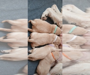 Golden Retriever Puppy for Sale in AUSTIN, Texas USA