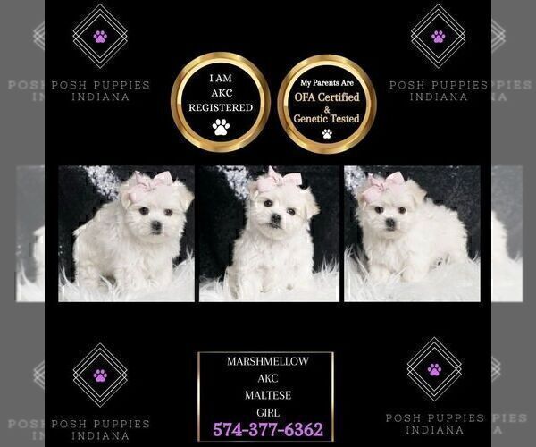 Medium Photo #2 Maltese Puppy For Sale in WARSAW, IN, USA