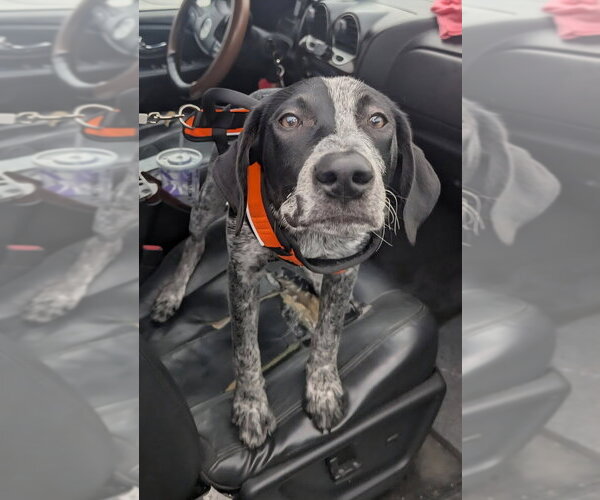 Medium Photo #2 Pointer Puppy For Sale in Evansville, IN, USA