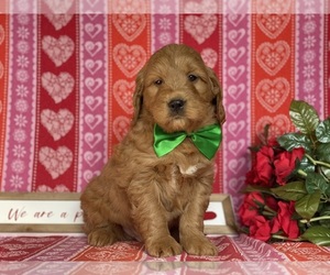 Goldendoodle (Miniature) Puppy for sale in LANCASTER, PA, USA