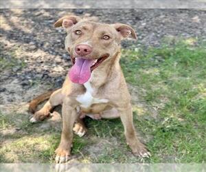 Labrador Retriever-Unknown Mix Dogs for adoption in Conroe, TX, USA