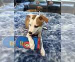 Small #2 Chihuahua-Whippet Mix