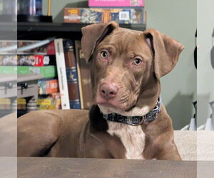 Mutt Dogs for adoption in Brooklyn Center, MN, USA