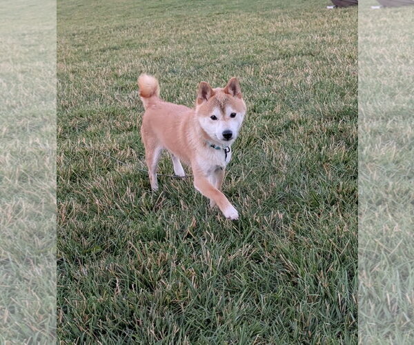 Medium Photo #7 Shiba Inu Puppy For Sale in Omaha, NE, USA