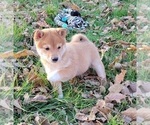 Small Photo #5 Shiba Inu Puppy For Sale in MANITO, IL, USA