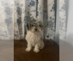 Small #24 Poodle (Miniature)