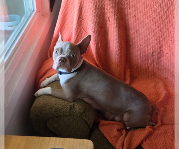Medium Photo #1 Boston Terrier Puppy For Sale in BROOKSVILLE, FL, USA