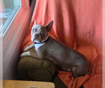 Small Photo #1 Boston Terrier Puppy For Sale in BROOKSVILLE, FL, USA