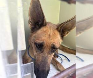 Medium German Shepherd Dog