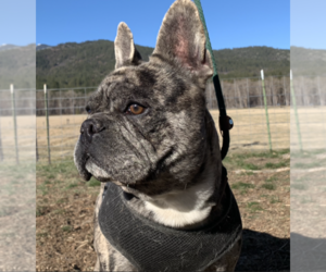 French Bulldog Puppy for sale in ETNA, CA, USA