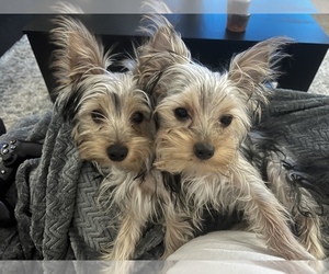 Yorkshire Terrier Puppy for sale in VIRGINIA BEACH, VA, USA