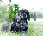 Small Photo #7 Cocker Spaniel Puppy For Sale in WARSAW, IN, USA