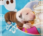 Small Photo #3 American Bulldog Puppy For Sale in MADISON, WI, USA