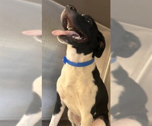Mutt Dogs for adoption in Riverside, CA, USA