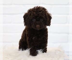 Cocker Spaniel-Poodle (Miniature) Mix Puppy for sale in FREDERICKSBG, OH, USA