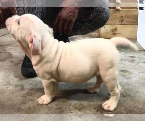 Olde English Bulldogge Puppy for sale in CANAL WHCHSTR, OH, USA