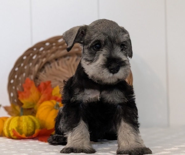 Medium Photo #8 Schnauzer (Miniature) Puppy For Sale in GOSHEN, IN, USA