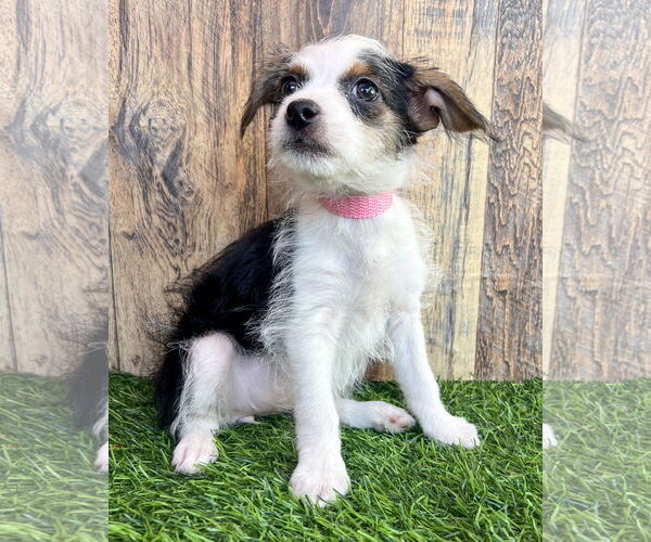 Medium Photo #1 Rat-Cha Puppy For Sale in Corona, CA, USA