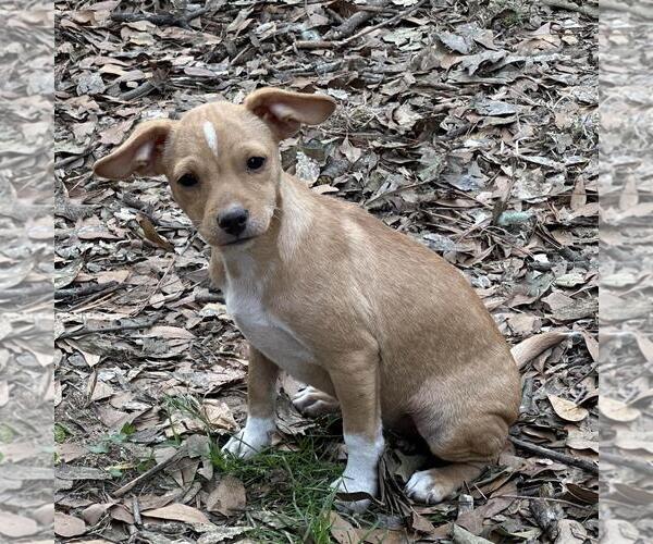 Medium Photo #2 Chihuahua-Unknown Mix Puppy For Sale in Yardley, PA, USA