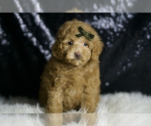 Maltipoo Puppy for sale in WARSAW, IN, USA
