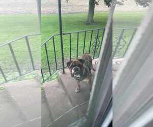 Bulldog Dogs for adoption in Waterloo, IA, USA
