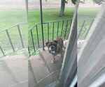 Small Bulldog